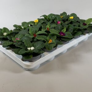 Primula acaulis 
(15 Plants/Order)(10.5cmP 15cmH)