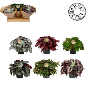 Begonia Beleaf Bladbegonia Rex mix MUST HAVE
(3 Plants/Order)(17cmP 35cmH)