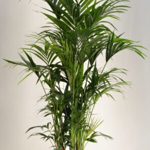 Howea forsteriana KENTIA P34 H220 15PP
(1 Plants/Order)(34cmP 220cmH)