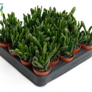 Crassula Horn Tree
(20 Plants/Order)(5.5cmP 10cmH)