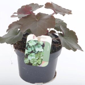 Heuchera micrantha Palace Purple
(8 Plants/Order)(13cmP 20cmH)