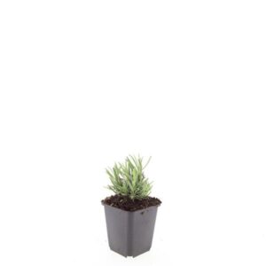 Lavandula angustifolia Rosea
(12 Plants/Order)(9cmP 15cmH)