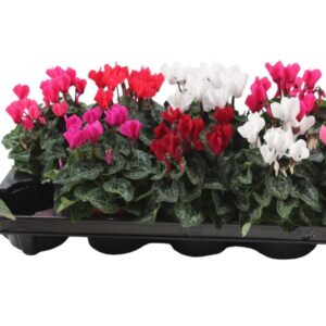 Cyclamen persicum Super Serie Verano mixed
(10 Plants/Order)(9cmP 18cmH)
