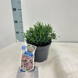 Andromeda polifolia Compacta
(1 Plants/Order)(17cmP 20cmH)