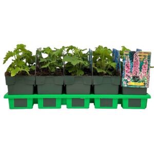 Delphinium Pink Shades P11
(10 Plants/Order)(11cmP 25cmH)