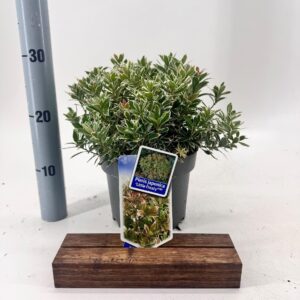 Pieris jap. ‘Little Frosty’ PBR
(1 Plants/Order)(19cmP 25cmH)