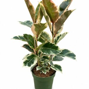 Ficus Tineke Ficus Tineke Clump met 2 stokken
(1 Plants/Order)(21cmP 90cmH)