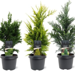 Chamaecyparis law. mix opgaand
(1 Plants/Order)(19cmP 55cmH)