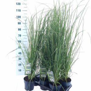 Cortaderia selloana White Feather'
(1 Plants/Order)(17cmP 110cmH)