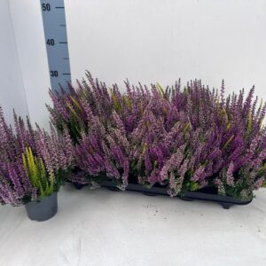 Calluna Beauty Ladies Starlight gem Trio_CASINO_T10,5
(10 Plants/Order)(10.5cmP 23cmH)