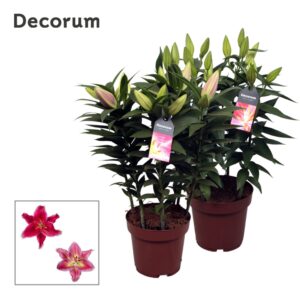 Lilium Oriental Pink 19cm
(5 Plants/Order)(19cmP 50cmH)