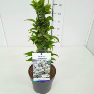 Deutzia rosea Deutzia rosea 'Campanulata' 50-60C5
(1 Plants/Order)(23cmP 70cmH)