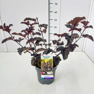 Physocarpus opulifolius Physocarpus op. 'Midnight' PBR 40-50C5
(1 Plants/Order)(23cmP 60cmH)