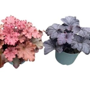 Heuchera in diverse Colours
(1 Plants/Order)(17cmP 25cmH)