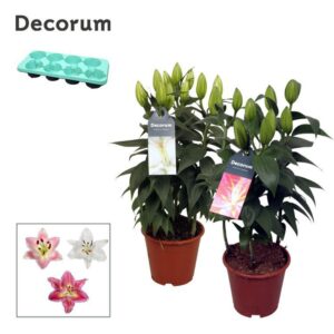 Lilium Oriental mix 13cm
(8 Plants/Order)(13cmP 40cmH)