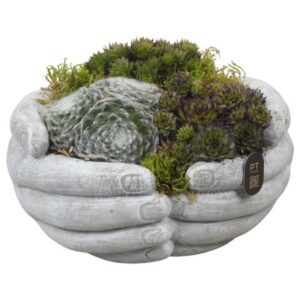 Arrangement PTAH3014 Arrangement All Saints in beton handen Pot
(2 Plants/Order)(20cmP 14cmH)