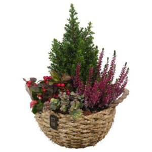 Arrangementen Garden plants PTHO7546 Arrangement Autumn Outdoor in rieten mand
(1 Plants/Order)(28cmP 44cmH)