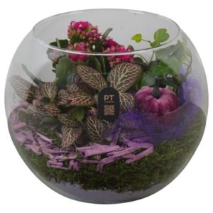 Arrangement kamer PTHG8217 Arrangement Autumn Glass in glazen vissenkom
(5 Plants/Order)(19cmP 18cmH)