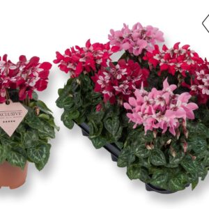 Cyclamen Super Serie Djix Exclusive® mix Rood/Wijnrood/Roze
(6 Plants/Order)(10.5cmP 20cmH)