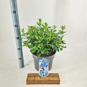 Viburnum tinus Eve Price
(1 Plants/Order)(23cmP 35cmH)