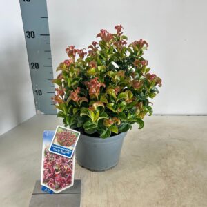 Leucothoe axillaris Curly Red PBR
(1 Plants/Order)(17cmP 30cmH)