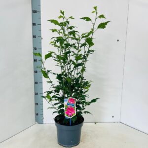 Hibiscus syriacus Flower Tower Ruby ('Gandini From Aart Ruby'PBR)
(1 Plants/Order)(23cmP 95cmH)
