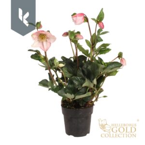 Helleborus HGC Winter Ballet Katie
(6 Plants/Order)(15cmP 50cmH)