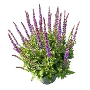 Salvia nemorosa Ostfriesland
(1 Plants/Order)(19cmP 40cmH)