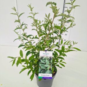 Elaeagnus Elaeagnus umbellata 60-80C5
(1 Plants/Order)(22cmP 80cmH)