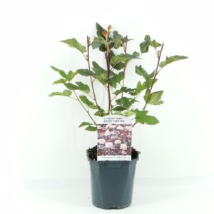 Physocarpus Lady in Red op.
(6 Plants/Order)(17cmP 40cmH)