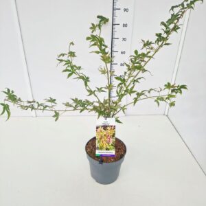 Acer palmatum Acer palm. 'Ukigumo' 60-80C7
(1 Plants/Order)(25cmP 80cmH)