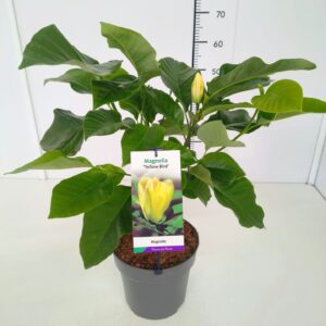 Magnolia Magnolia 'Yellow Bird' 50-60C5
(1 Plants/Order)(22cmP 60cmH)