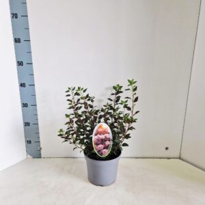 Physocarpus opulifolius Little Joker ('Hoogi021'PBR)
(1 Plants/Order)(17cmP 35cmH)