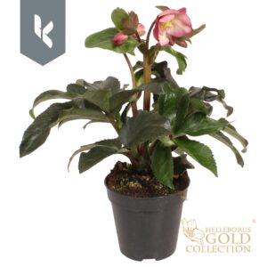 Helleborus HGC Ice N Roses pink Pink
(8 Plants/Order)(13cmP 40cmH)