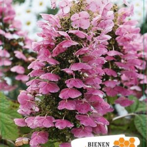 Hydrangea quercifolia Hydrangea q. 'Amethyst' 40-50C5
(1 Plants/Order)(23cmP 60cmH)