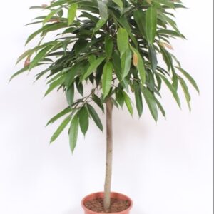 Ficus Amstel King
(1 Plants/Order)(27cmP 120cmH)