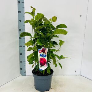 Magnolia Genie'
(1 Plants/Order)(23cmP 80cmH)
