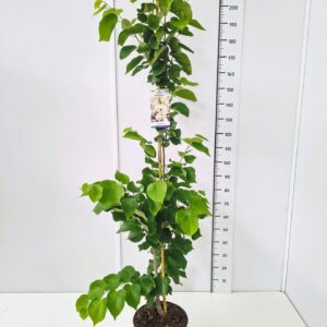 Cercis chinensis Cercis chinensis 'Shirobana' 175-200C12
(1 Plants/Order)(30cmP 200cmH)