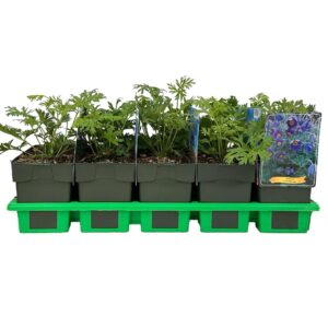 Pulsatilla vulgaris
(10 Plants/Order)(11cmP 25cmH)