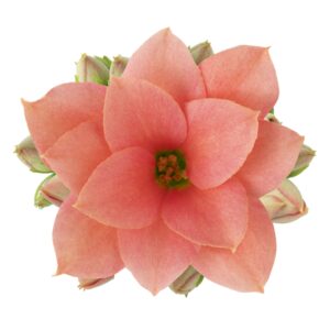 Kalanchoe More Flowers Sigrid Sigrid
(15 Plants/Order)(9cmP 20cmH)