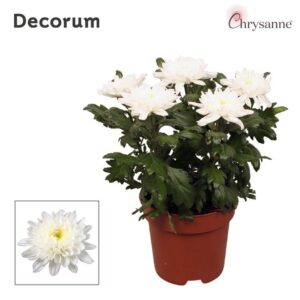 Chrysanthemum Supernova White Chrysanne® Zembla Next p17
(6 Plants/Order)(17cmP 35cmH)