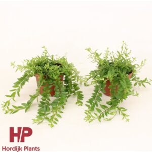 Aeschynanthus Japhrolepis P12 cm - Aeschynanthus Japhrolepis (6 Plants/Order)(12cmP 15cmH)