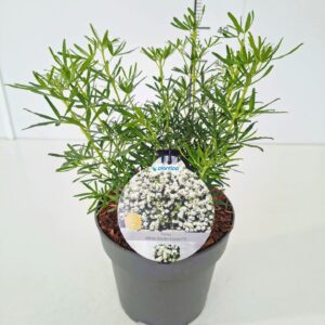 Choisya ternata Choisya ter. 'White Dazzler' 30-40C5
(1 Plants/Order)(23cmP 50cmH)