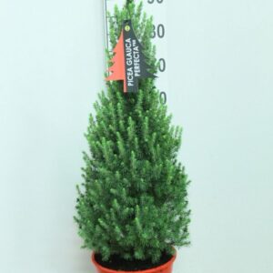 Picea Perfecta glauca Red Pot P24 potgekweekt
(1 Plants/Order)(24cmP 95cmH)