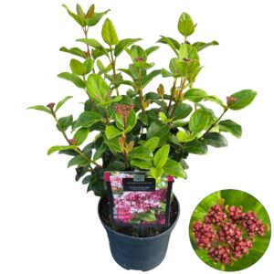 Viburnum tinus Lisa Rose'
(1 Plants/Order)(17cmP 45cmH)