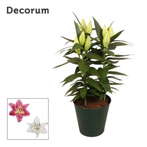 Lilium Oriental mix 17cm Zinc
(5 Plants/Order)(18cmP 50cmH)