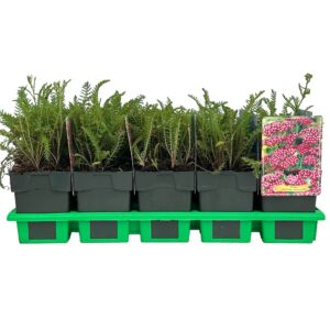 Achillea millefolium 'Summerwine' P11
(10 Plants/Order)(11cmP 25cmH)