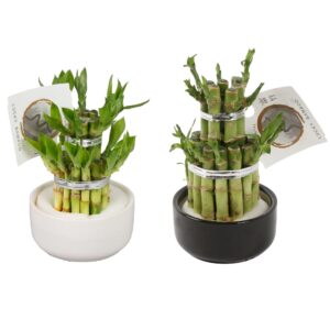 Dracaena Dracaena sanderiana Lucky Lucky Bamboo Round 2Big in ø09cm Ceramic Black/White
(8 Plants/Order)(9cmP 18cmH)