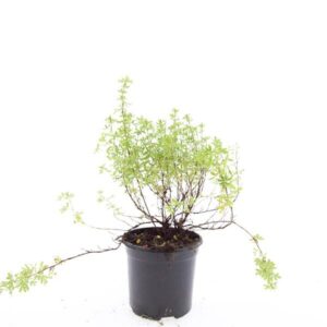 Potentilla Blink f.
(8 Plants/Order)(14cmP 25cmH)