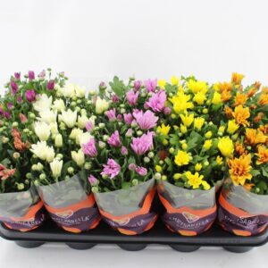 Chrysanthemum Indicum Original mix
(10 Plants/Order)(12cmP 26cmH)